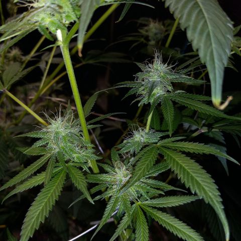 Cindy growlog timeline photo