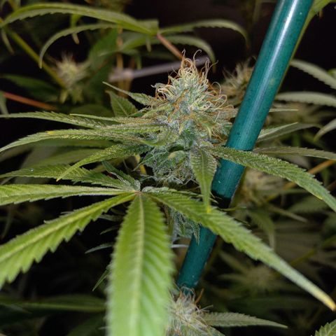 Cindy growlog timeline photo