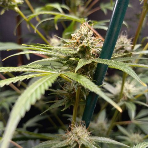 Cindy growlog timeline photo