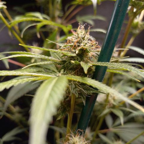 Cindy growlog timeline photo