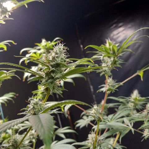 Cindy growlog timeline photo