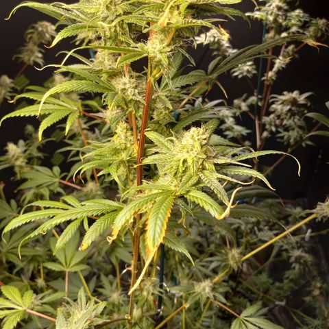 Cindy growlog timeline photo