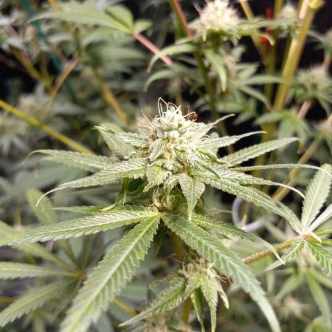 Cindy growlog timeline photo