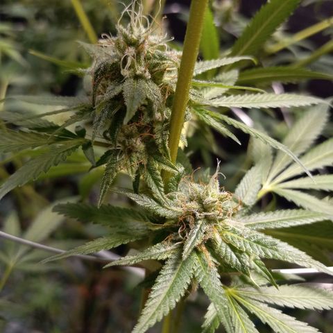 Cindy growlog timeline photo