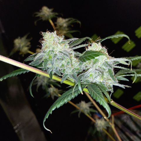 Martha growlog timeline photo