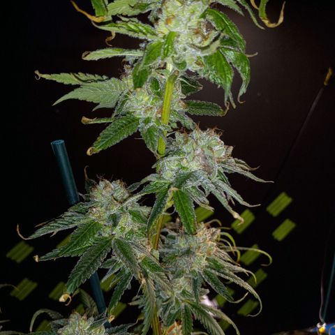 Martha growlog timeline photo