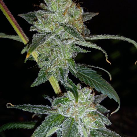 Martha growlog timeline photo