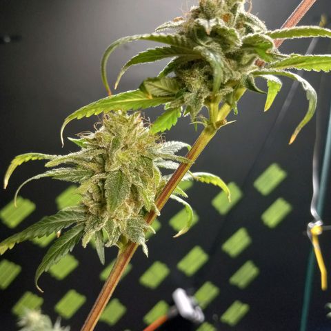 Martha growlog timeline photo
