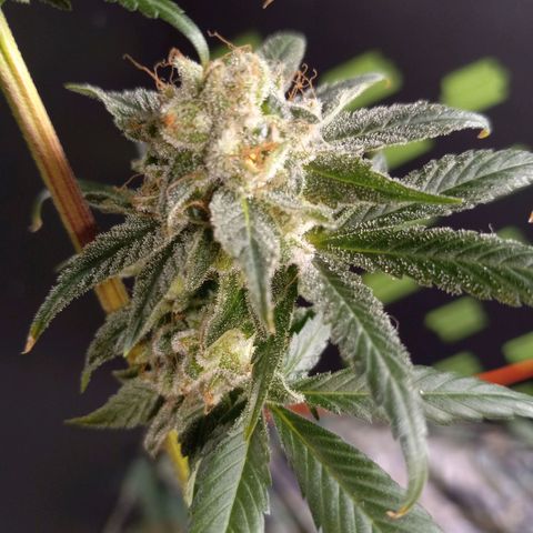 Martha growlog timeline photo
