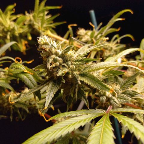 Cindy growlog timeline photo