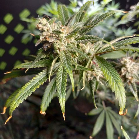 Cindy growlog timeline photo