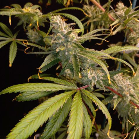 Cindy growlog timeline photo