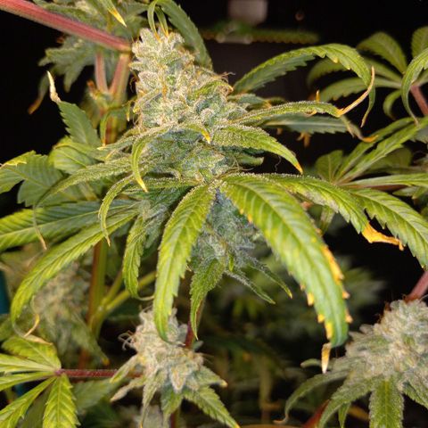 Cindy growlog timeline photo