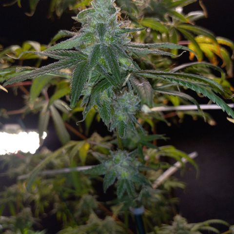 Cindy growlog timeline photo