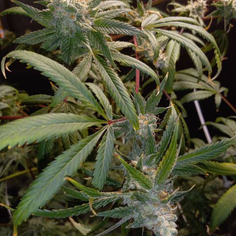 Cindy growlog timeline photo