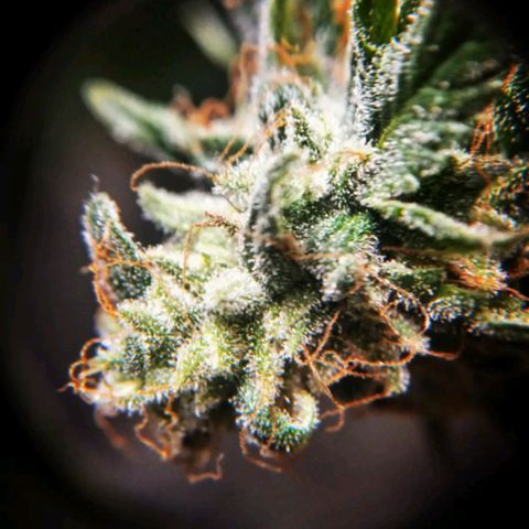 Cindy growlog timeline photo