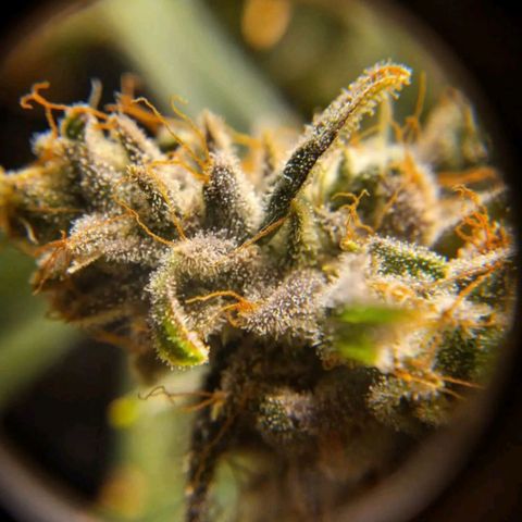 Cindy growlog timeline photo