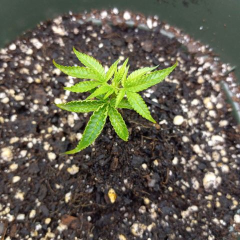 Blue Dream #2 growlog timeline photo