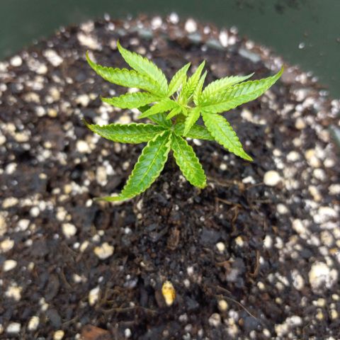 Blue Dream #2 growlog timeline photo