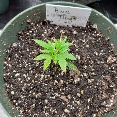 Blue Dream #2 growlog timeline photo