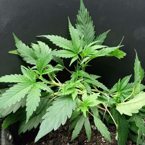 Blue Dream #2 growlog timeline photo