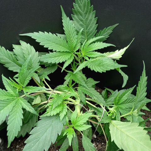 Blue Dream #2 growlog timeline photo
