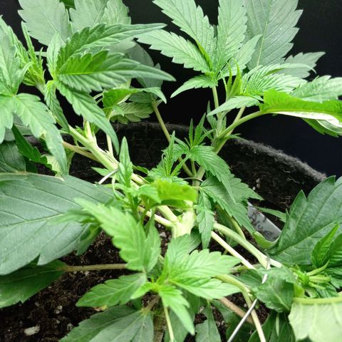 Blue Dream #2 growlog timeline photo