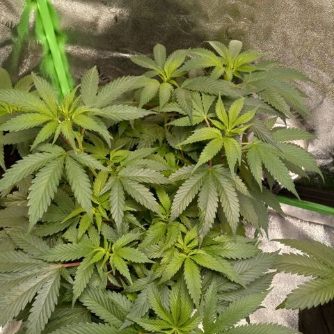 Blue Dream #2 growlog timeline photo