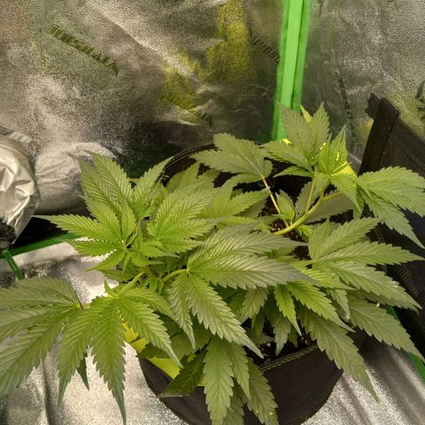 Blue Dream S1 #1 growlog timeline photo