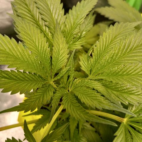 Blue Dream S1 #1 growlog timeline photo