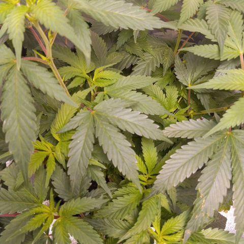 Blue Dream #2 growlog timeline photo