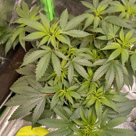 Blue Dream #2 growlog timeline photo
