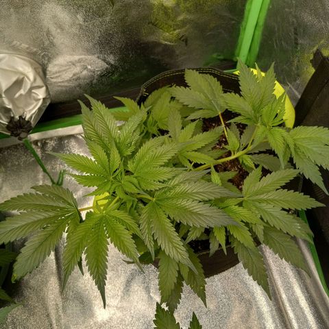 Blue Dream S1 #1 growlog timeline photo