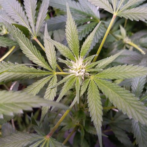 Blue Dream #2 growlog timeline photo