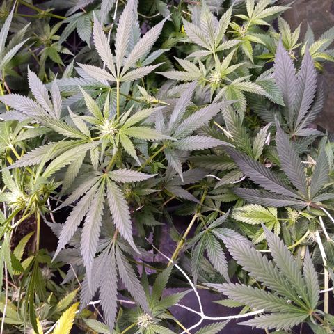 Blue Dream #2 growlog timeline photo