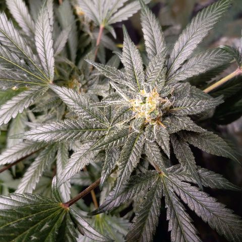 Blue Dream #2 growlog timeline photo