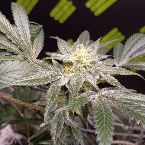 Blue Dream #2 growlog timeline photo