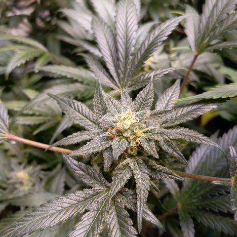 Blue Dream #2 growlog timeline photo