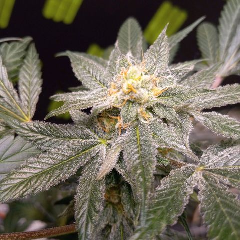 Blue Dream #2 growlog timeline photo