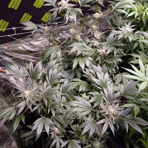 Blue Dream #2 growlog timeline photo