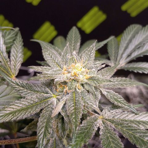 Blue Dream #2 growlog timeline photo