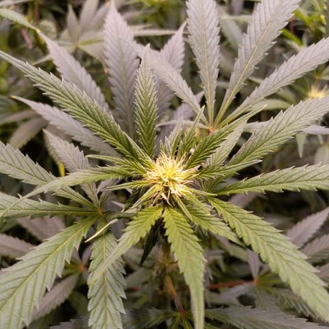 Blue Dream S1 #1 growlog timeline photo