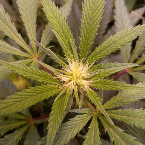 Blue Dream S1 #1 growlog timeline photo