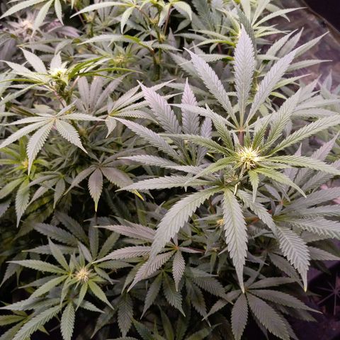 Blue Dream S1 #1 growlog timeline photo