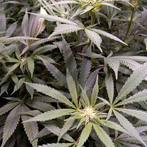Blue Dream S1 #1 growlog timeline photo