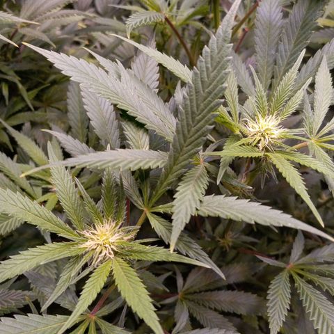 Blue Dream S1 #1 growlog timeline photo