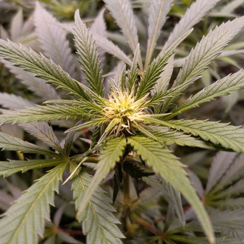 Blue Dream S1 #1 growlog timeline photo