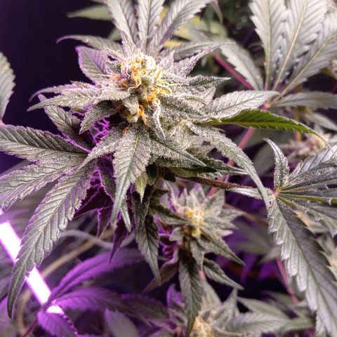 Blue Dream #2 growlog timeline photo