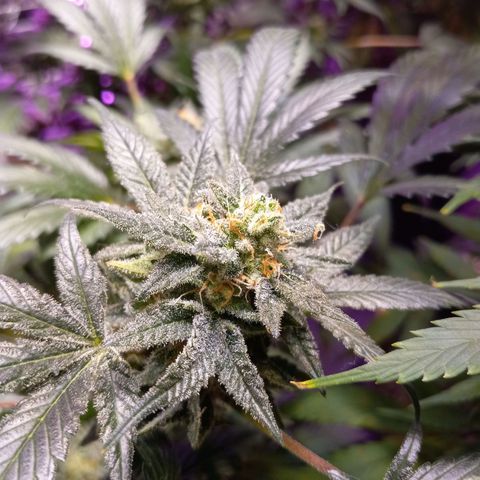 Blue Dream #2 growlog timeline photo