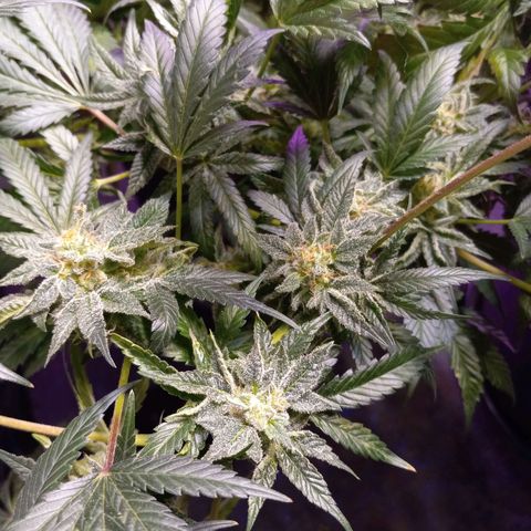 Blue Dream #2 growlog timeline photo